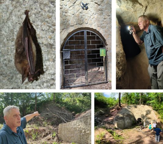 Opuštěn&eacute; kaolinov&eacute; doly jsou v&yacute;znamn&yacute;m zimovištěm několika druhů netop&yacute;rů.  Garant projektu M. Vl&aacute;šek ukazuje, kde vznikne nov&yacute; v&yacute;chod z budouc&iacute; expozice.